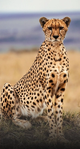 Kenya