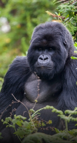 Rwanda