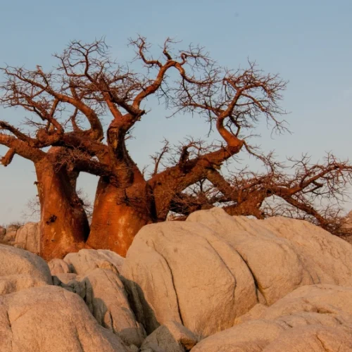botswana 1