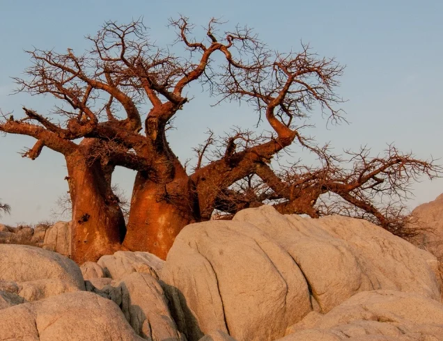 botswana 1