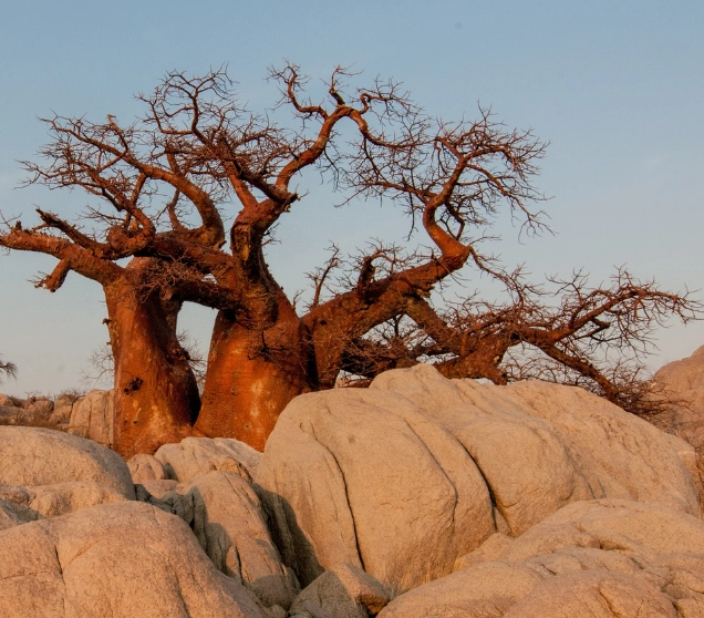 Chobe & The Okavango Delta: An Under Canvas Adventure 1 botswana 1